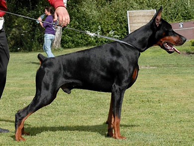 Females — PRIMA Dobermans