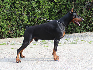 maxim-stand-litter