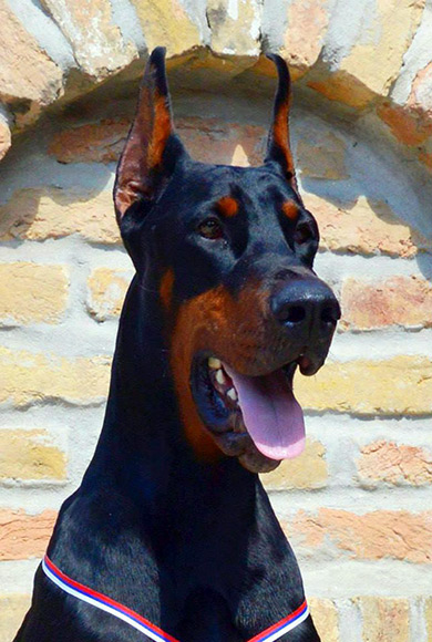boki-head