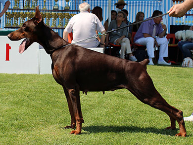 pradastav1