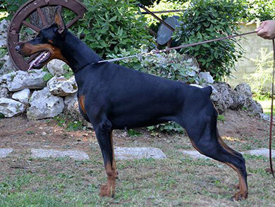 pradastav1