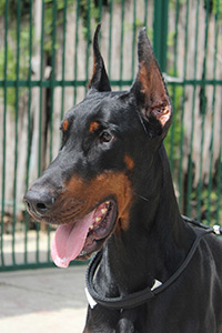 prima