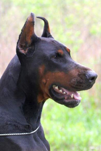 boki-head