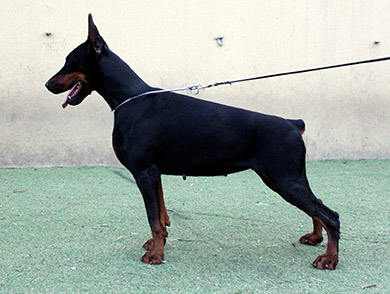 casablanca