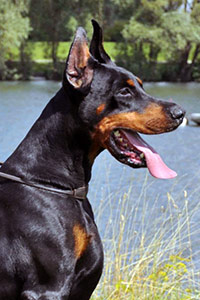 boki-head