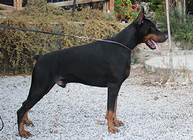 maxim-stand-litter