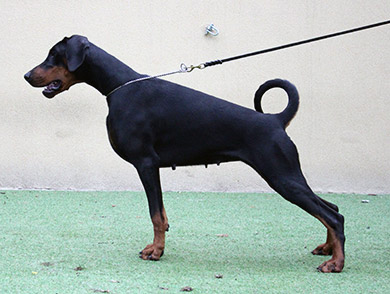casablanca