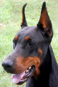 tara-head