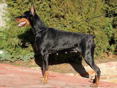 panamastand