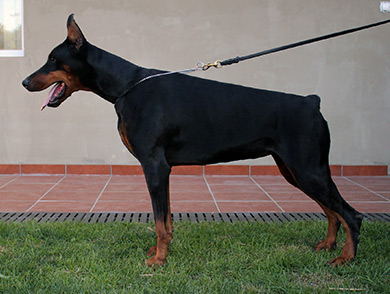 casablanca