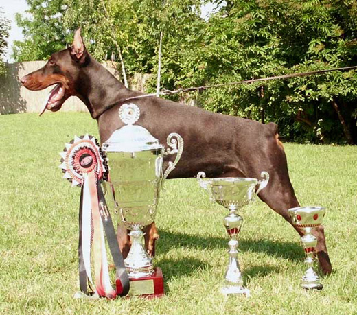 dobergaarden-beauti-halifax