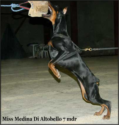 miss-medina