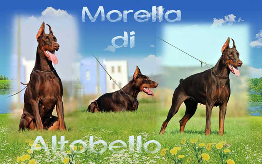 morellaenter