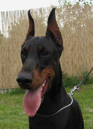 reina-portret-3