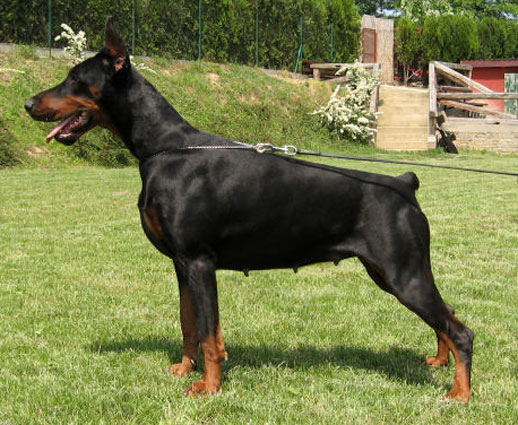 tijana-daria