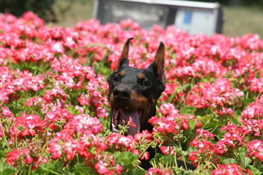 wildcherryflowers