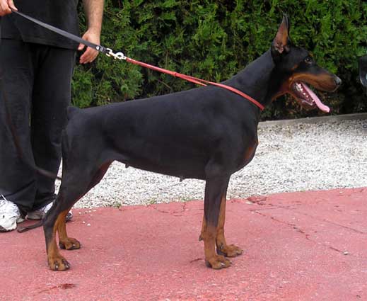 willma-stand-1