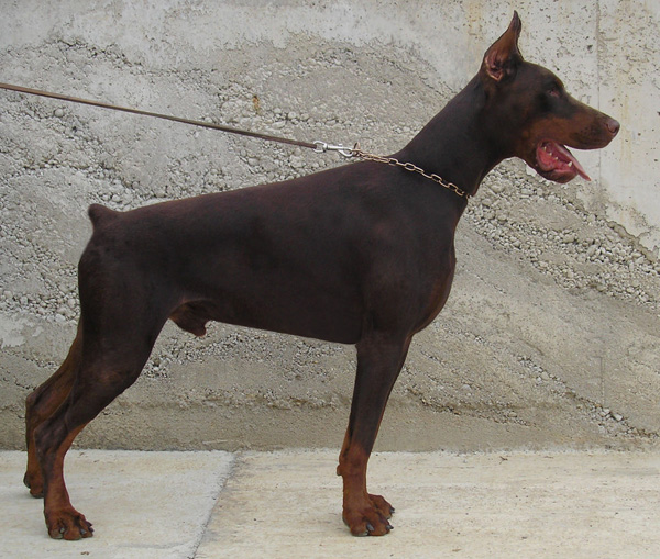 MACHO-DI-ALTOBELLO-1
