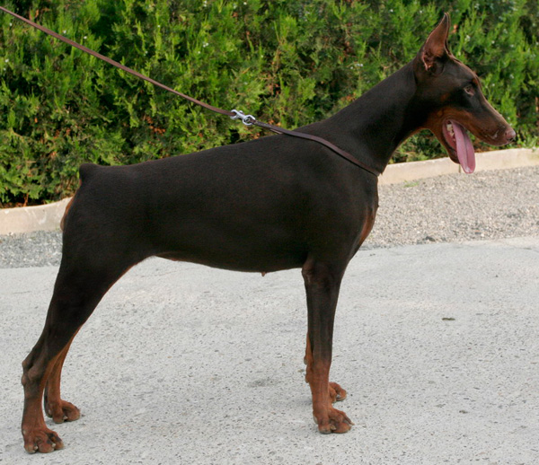 galia-di-altobello