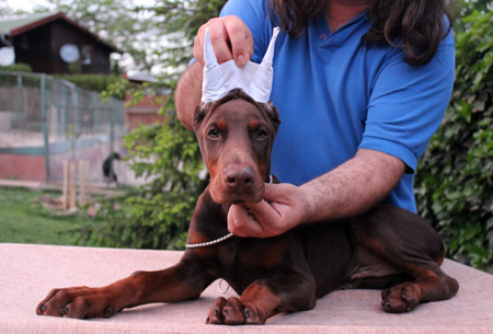 maxim-brown-male2