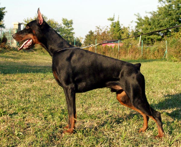 arkan-1year