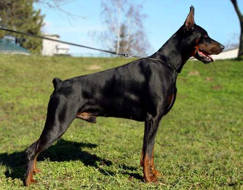 El Diablo Negro dobermann kennel