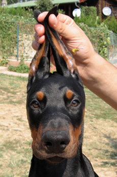 maleno2-head