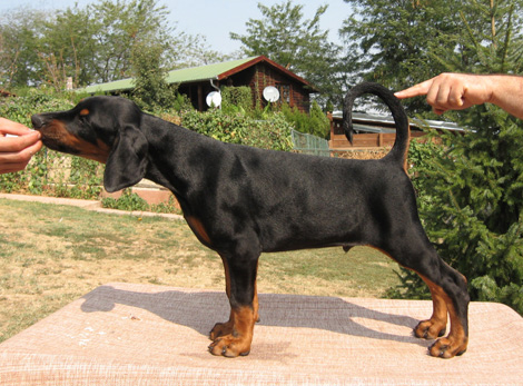 maleno2-stand