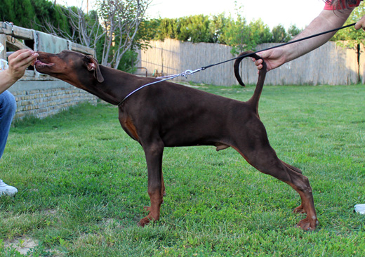castorstand2