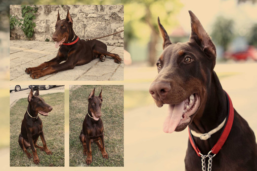 Max-za-fb77