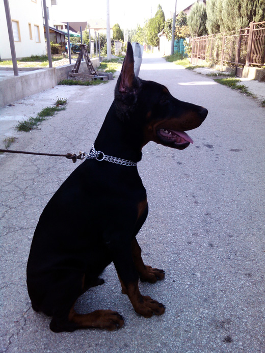 fedor2