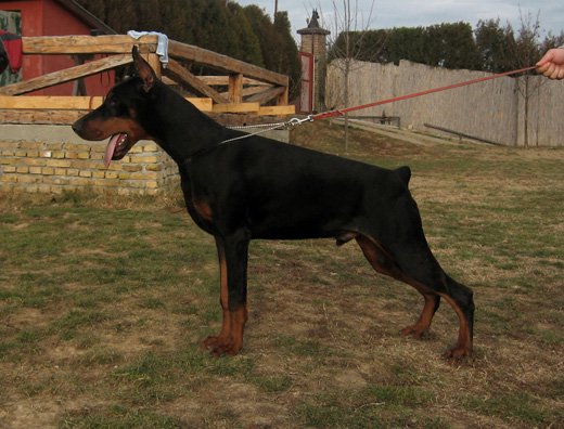 geronimodialtobello