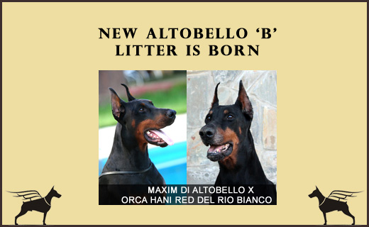 maxim-orca-litter-B