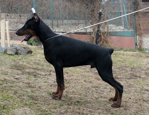 otto-stand1