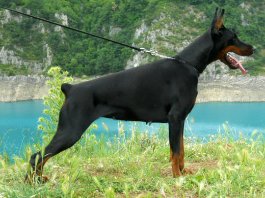 princess-di-altobello