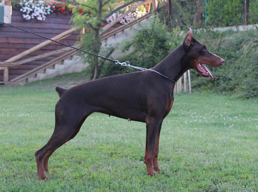 rising-star-stand1