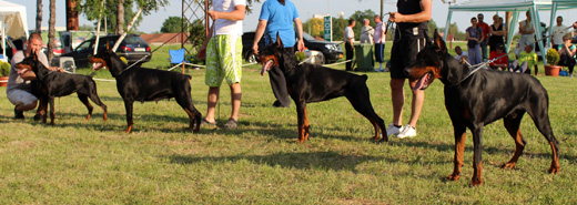 bestbreedersgroupaltobello