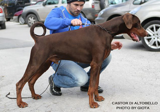 castor-athens1
