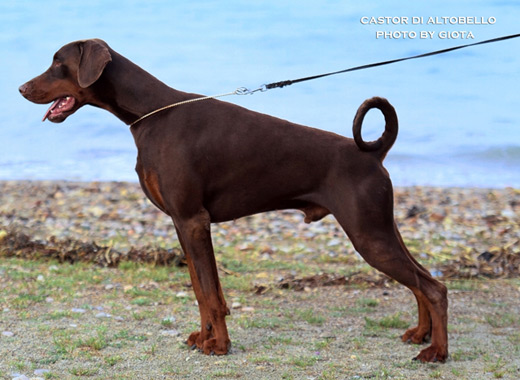 castor2