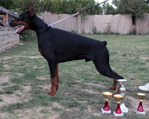 haroun1