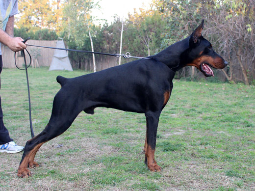 powerboy