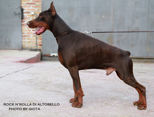 rola1