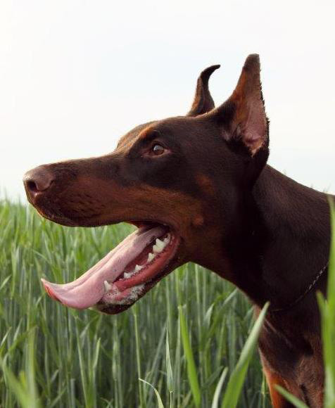 Dobermann-885