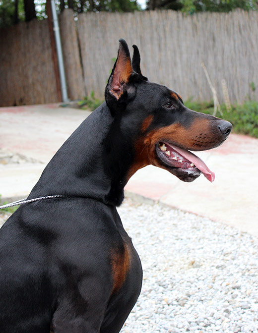 cesar8