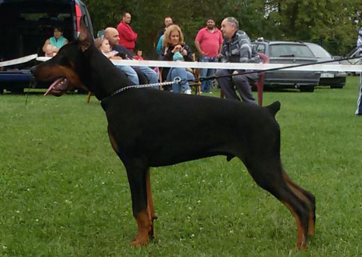 cowboy-lucky-luck