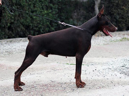 djura13