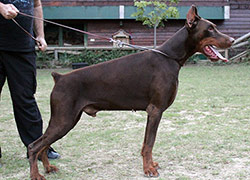 apach