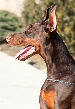 casablanca