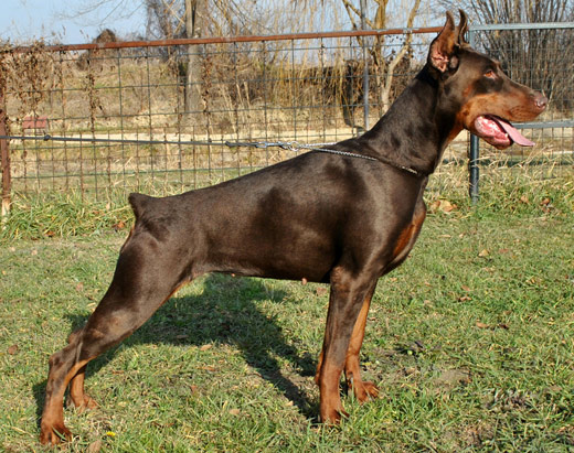 mali