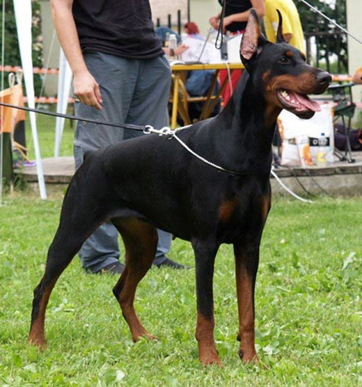 maya